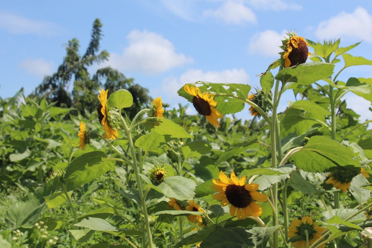 Beautiful sunflowers of the Finca El Girasol.