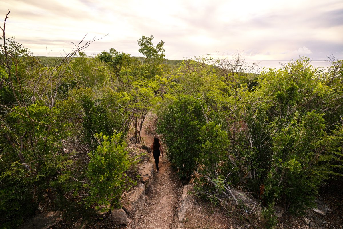 Hiking the Ballena trail 