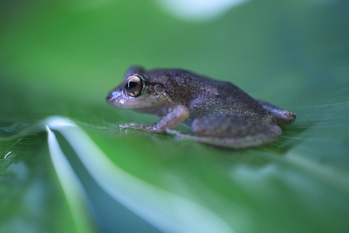 The coquí frog.