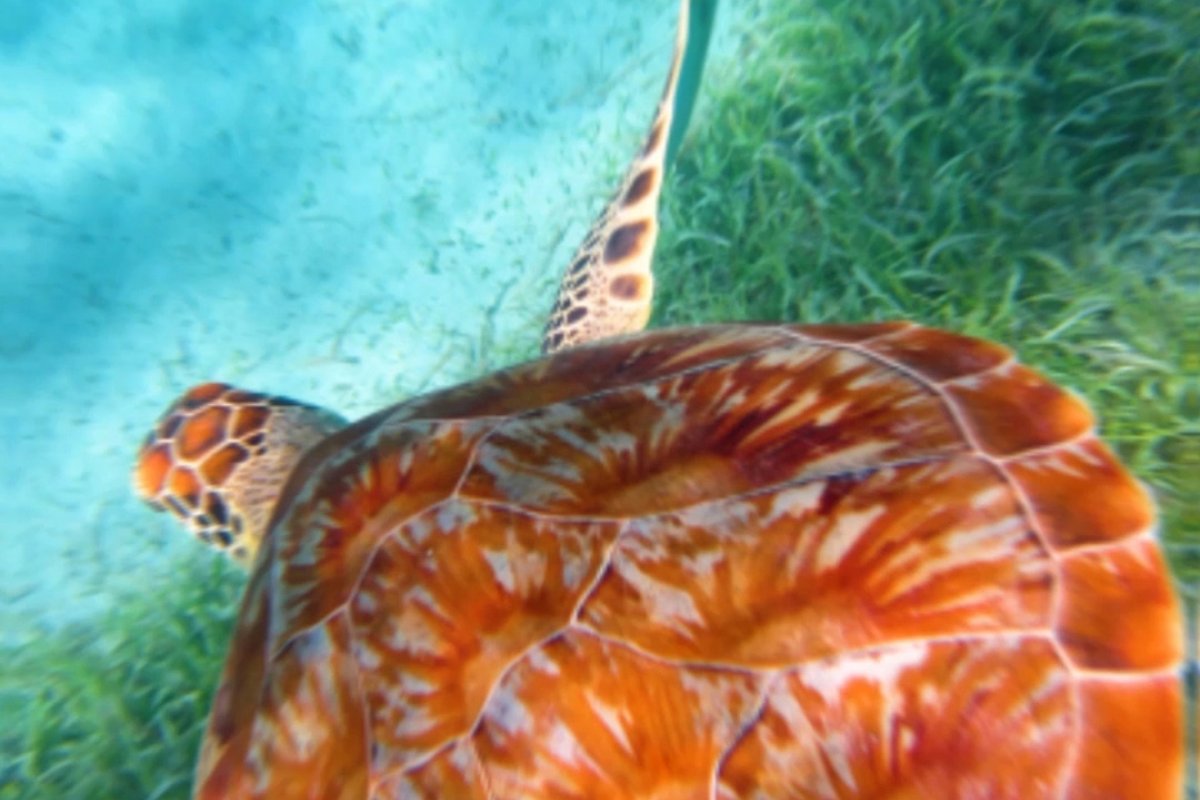 A sea turtle swims through the clear water in Puerto Rico.