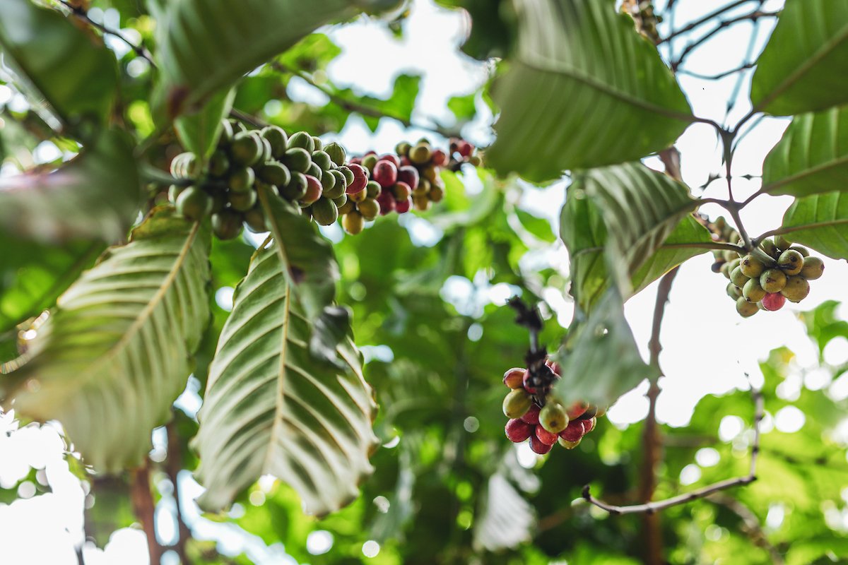 Cacao fruit extends from a cacao tree in Puerto Rico.