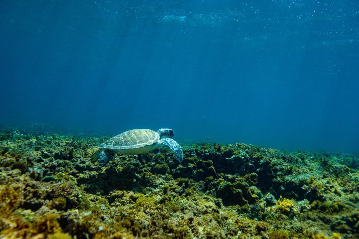 A turtle beneath the water.