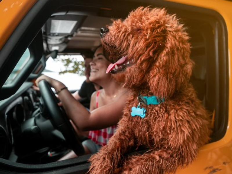 A dog in a car.