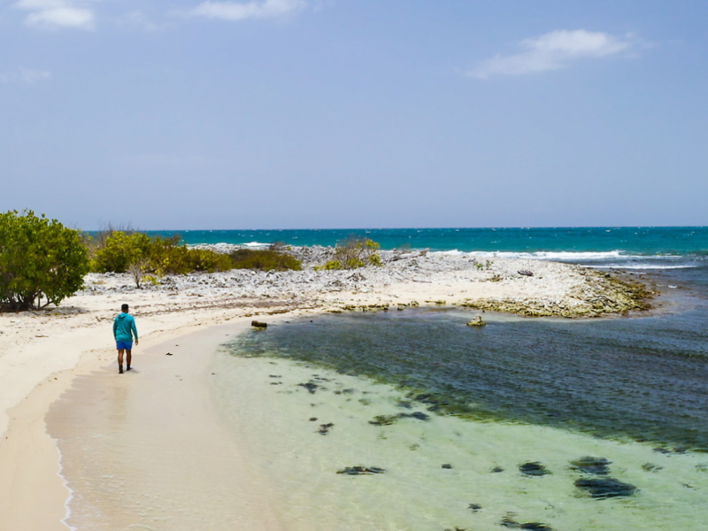 Sardinera