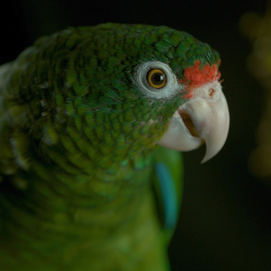 A Puerto Rican parrot.