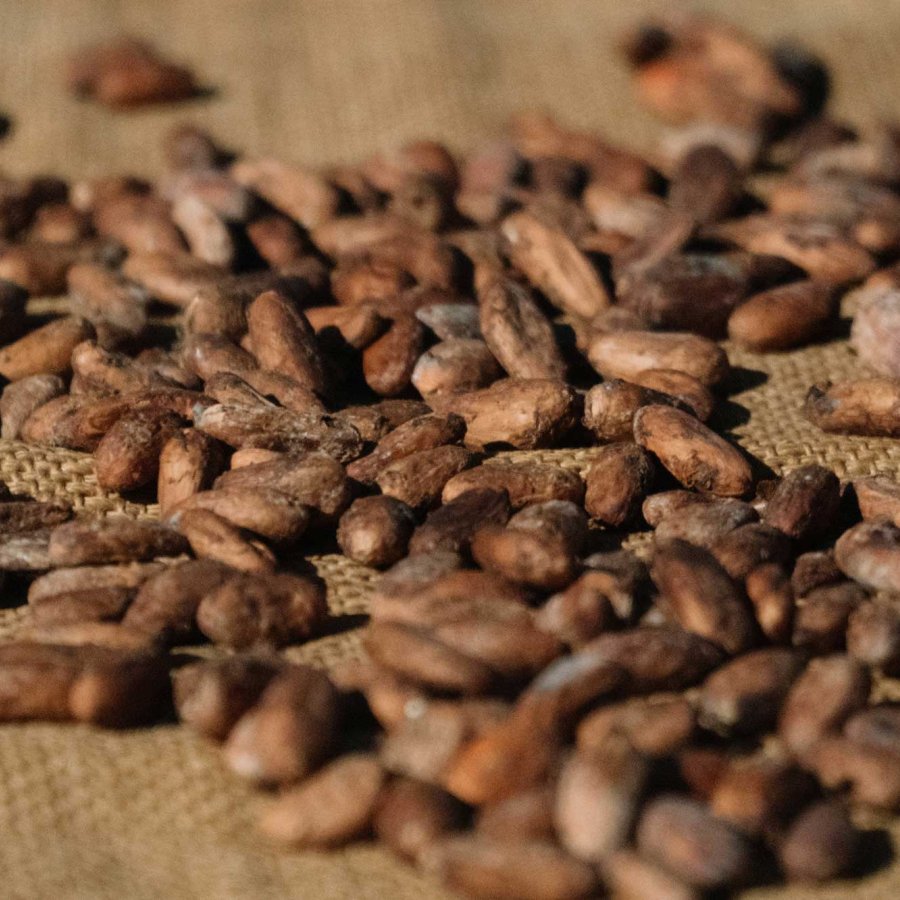 Cacao beans are spread on a piece of burlap at Hacienda Buena Vista in Ponce, Puerto Rico.