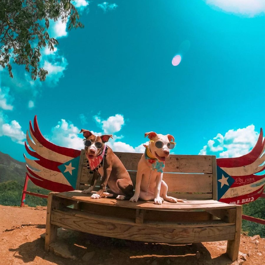 Perros en un banco.